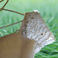 e Size 12 White delicately gathered bodice with beaded cap sleeves